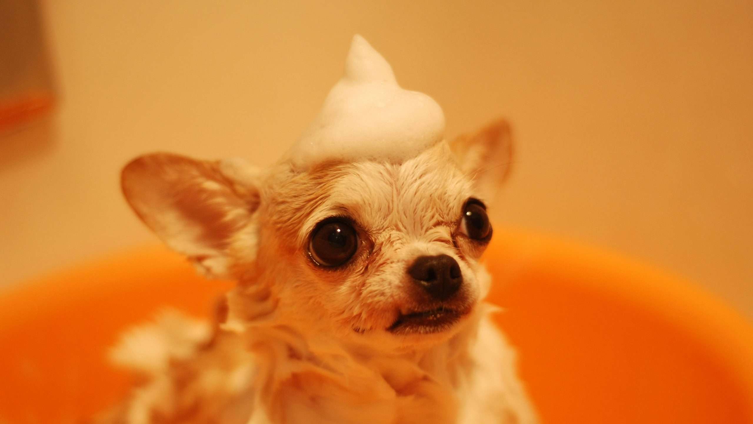 A dog picture in zoom