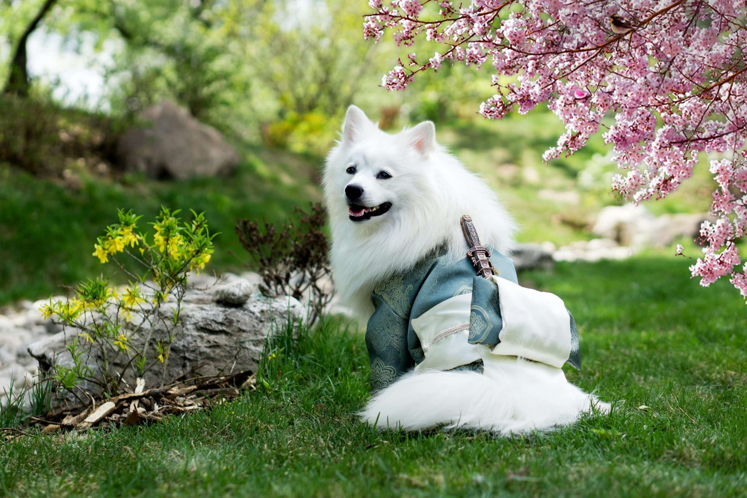 dog photography tips