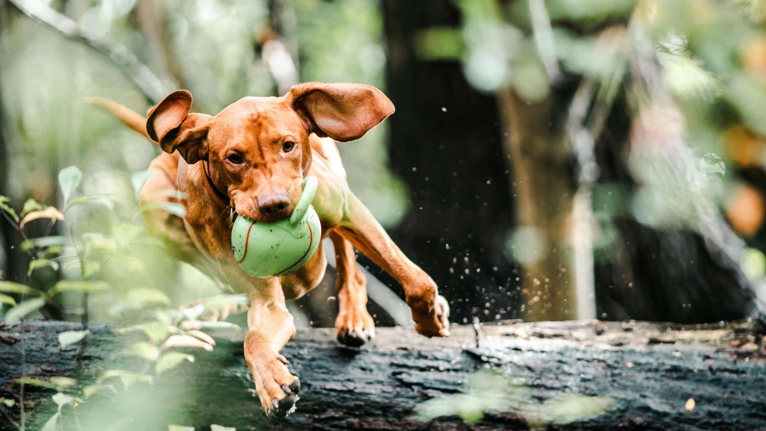 A picture of a dog running