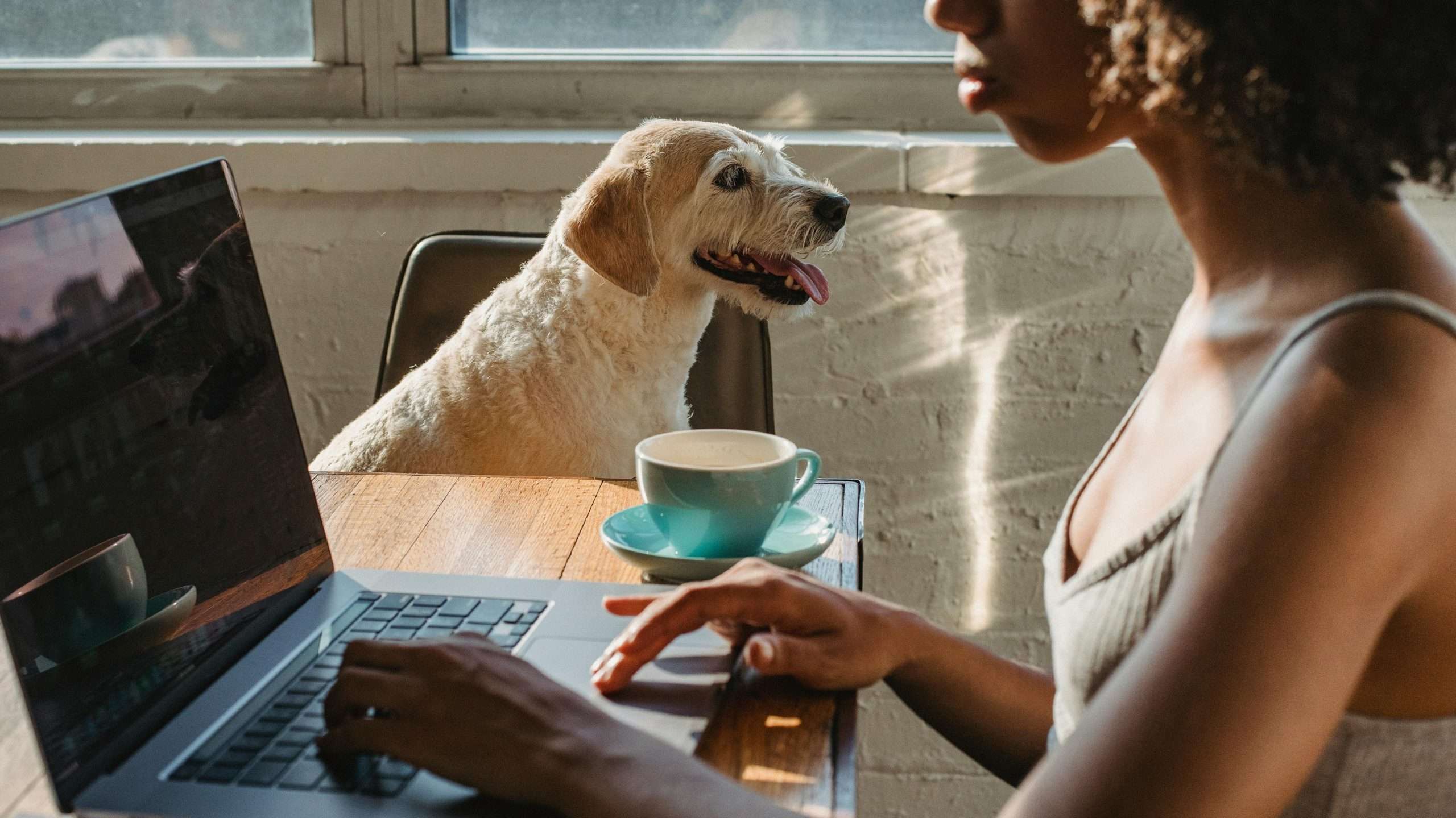 how to potty train your dog - office goers edition