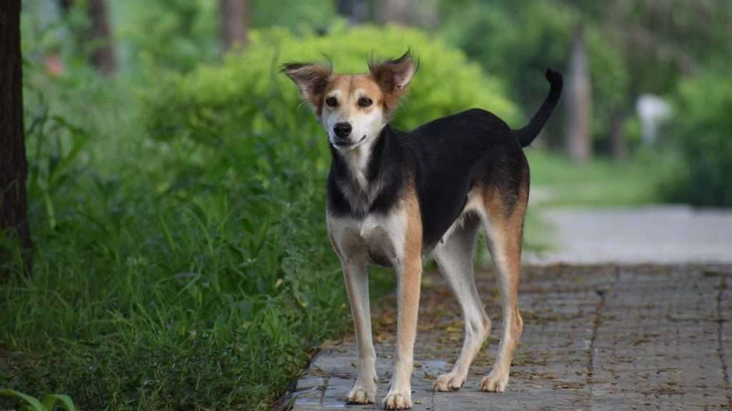 Indie pariah dog - best dog breeds for Indian climate
