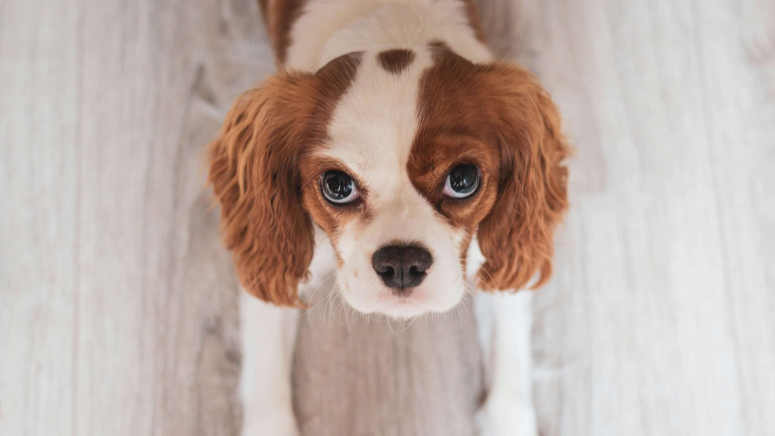 Dog photography tips -  focused eye 