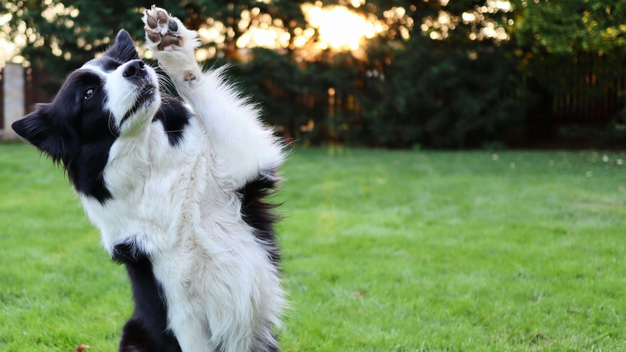 Dog photography in shade