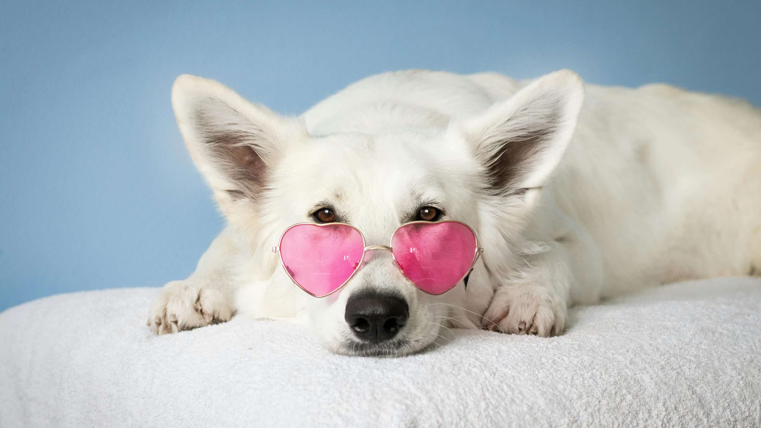 Picture of a dog with glasses - Dog photography