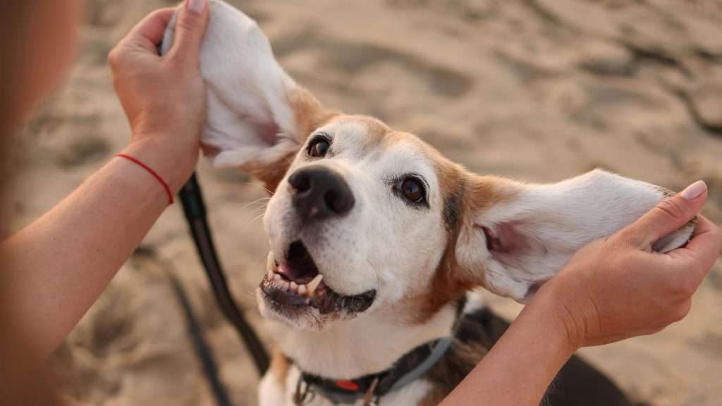 Dog picture with big ears
