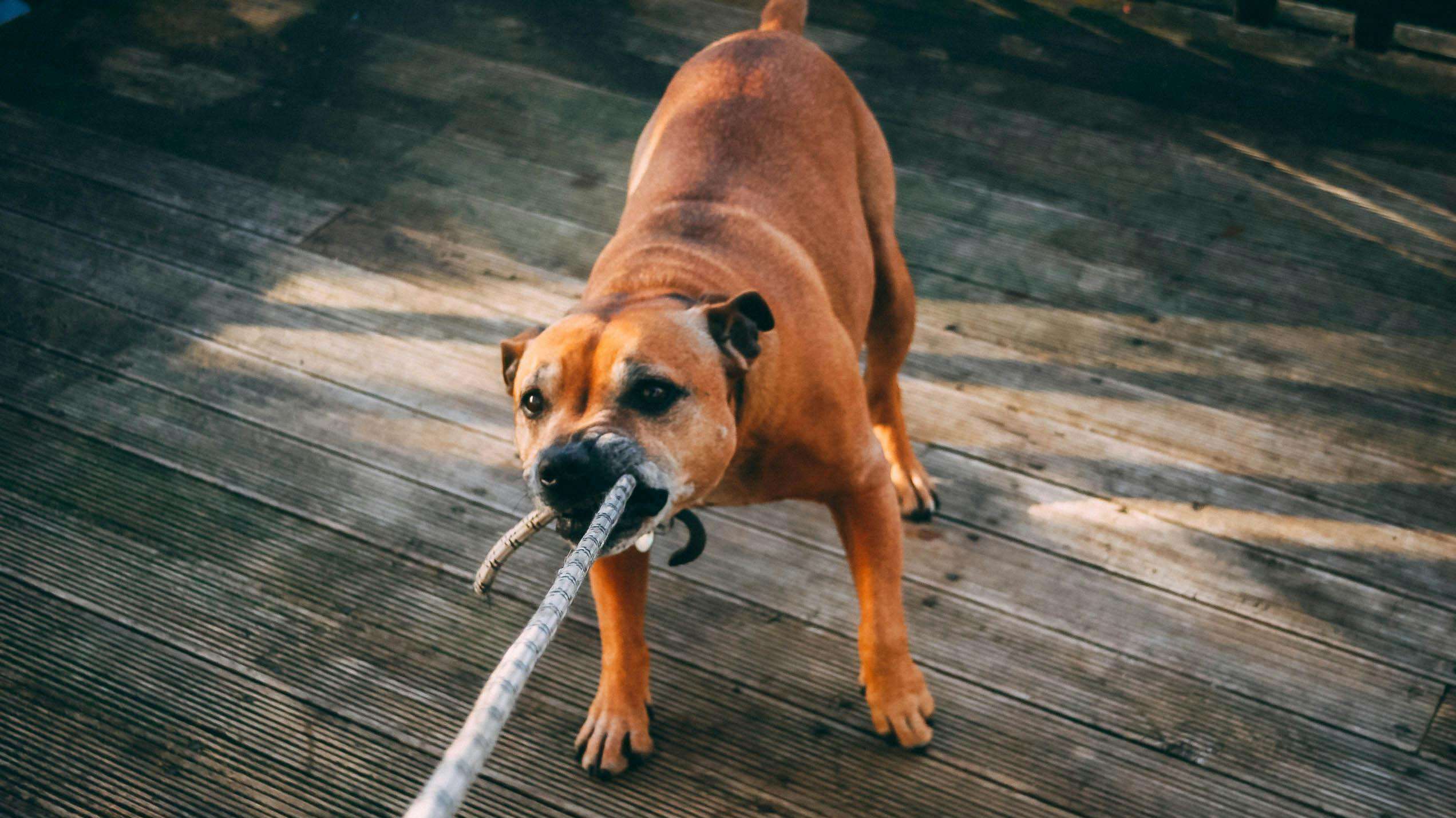 Dog photography tips - Picture of a dog with rope