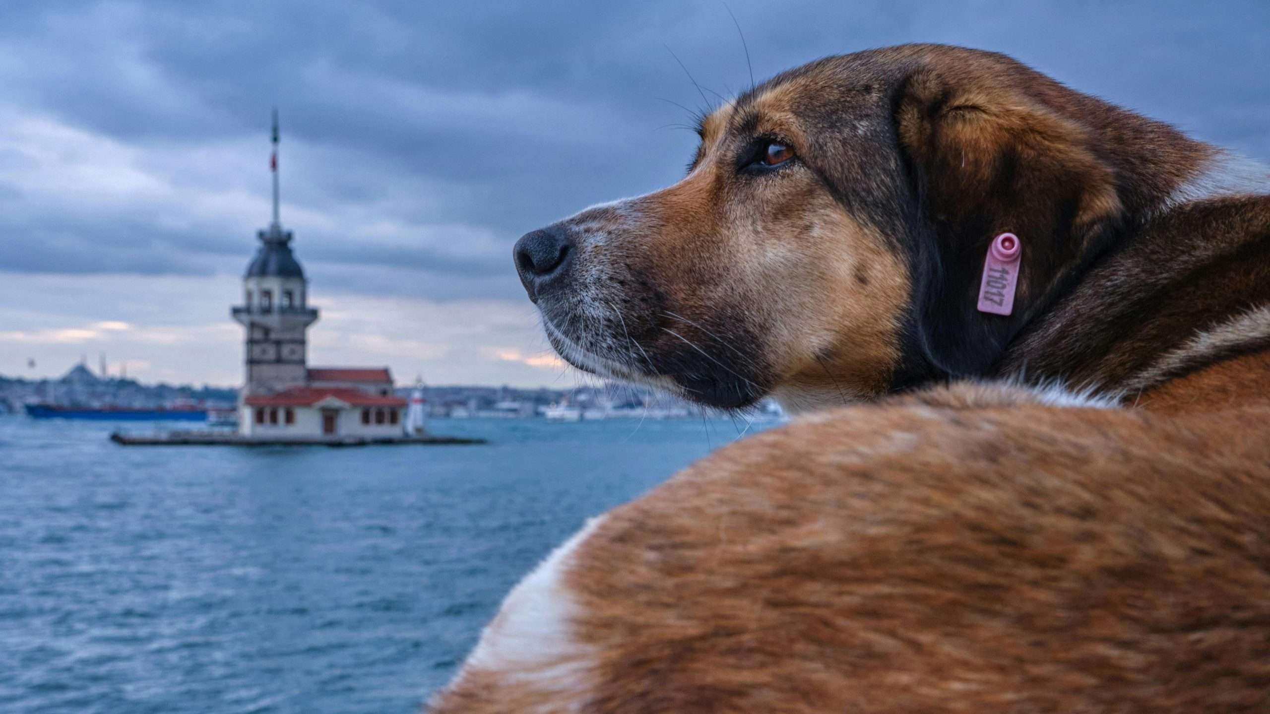 Personalized id tag for dogs