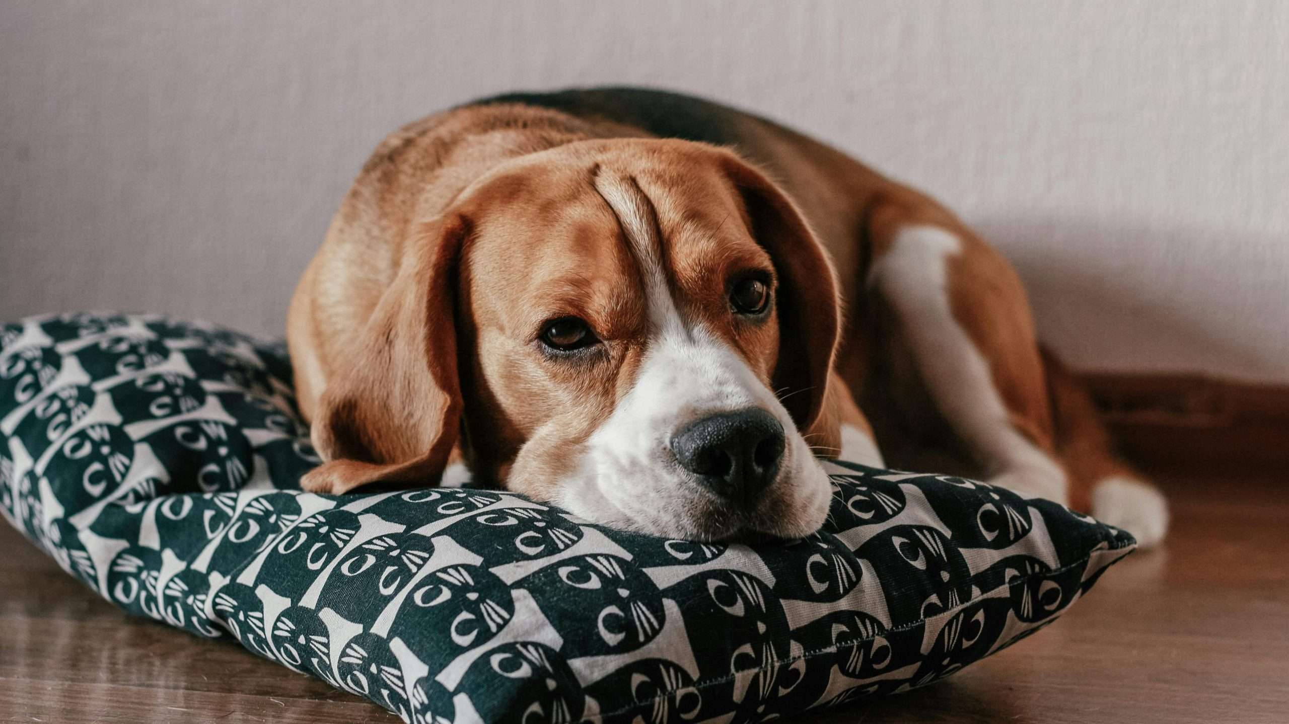 An image of Beagle - Best Family Dogs