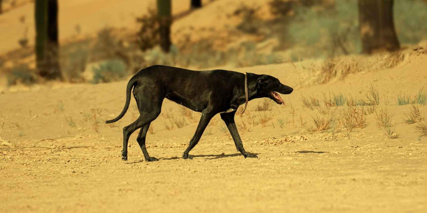 Common dog diseases during summer