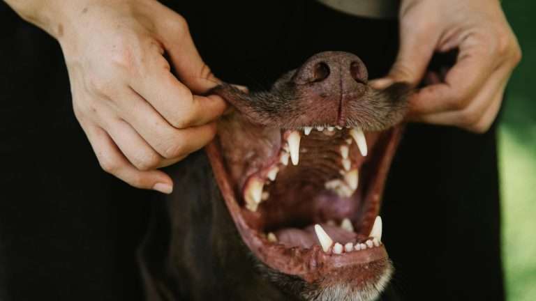 How to Brush Your Dog’s Teeth and Why It’s So Important