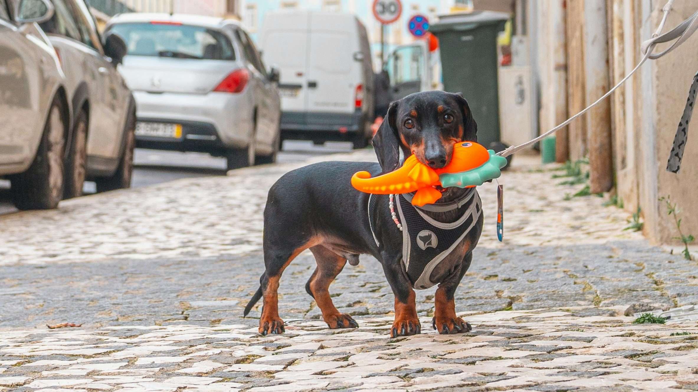 An image of a dog with chew toy - types of dog toys