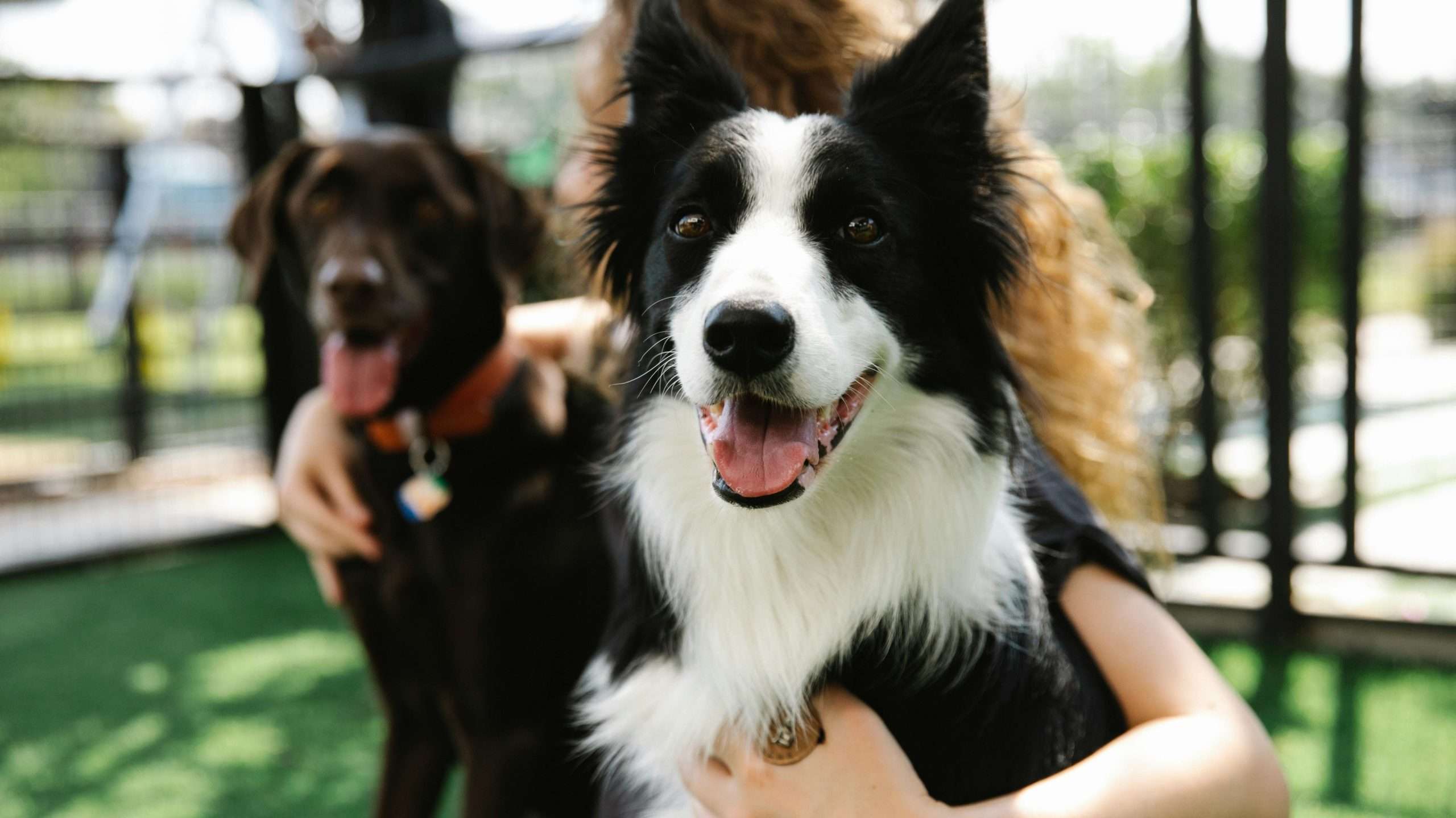 An image of a dog with healthy coat