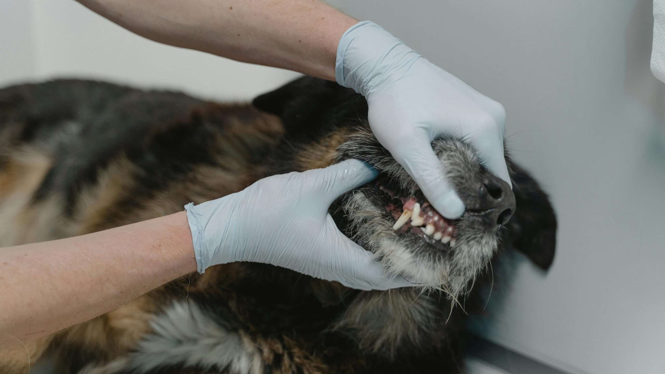 An image of dog dental care - Brush your dog's teeth