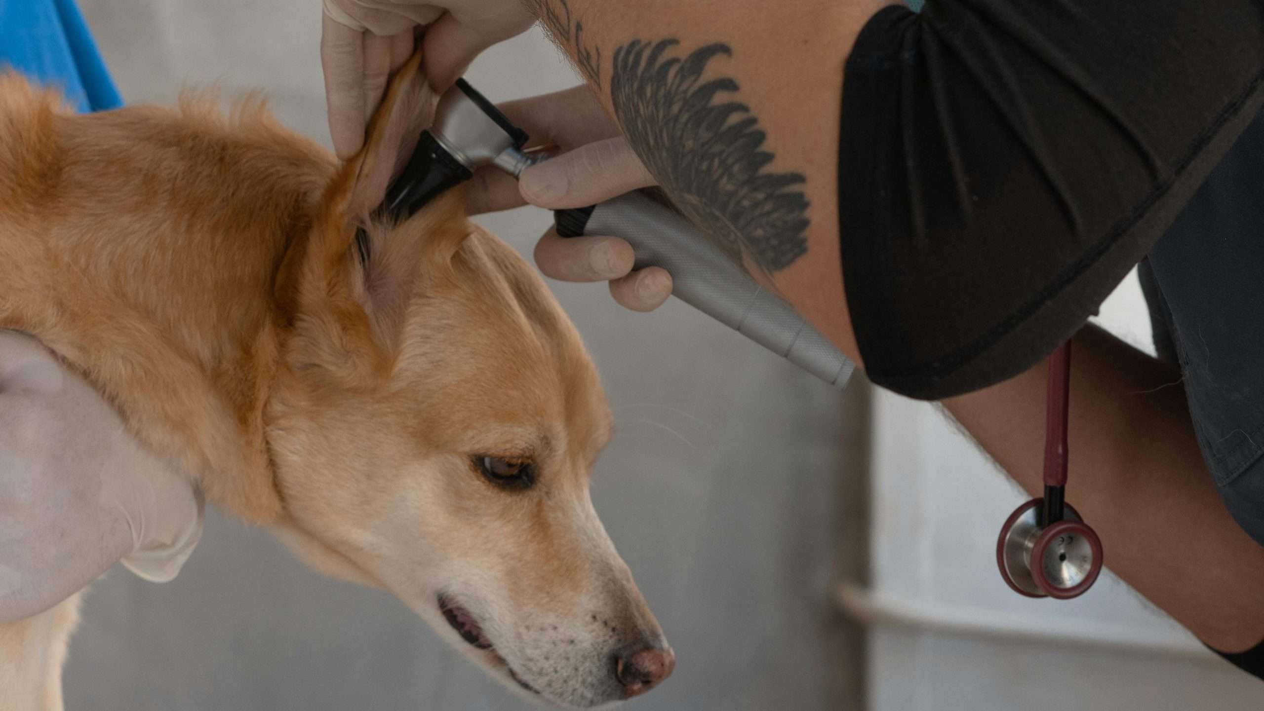 An image of a dog getting ears checked - common dog diseases