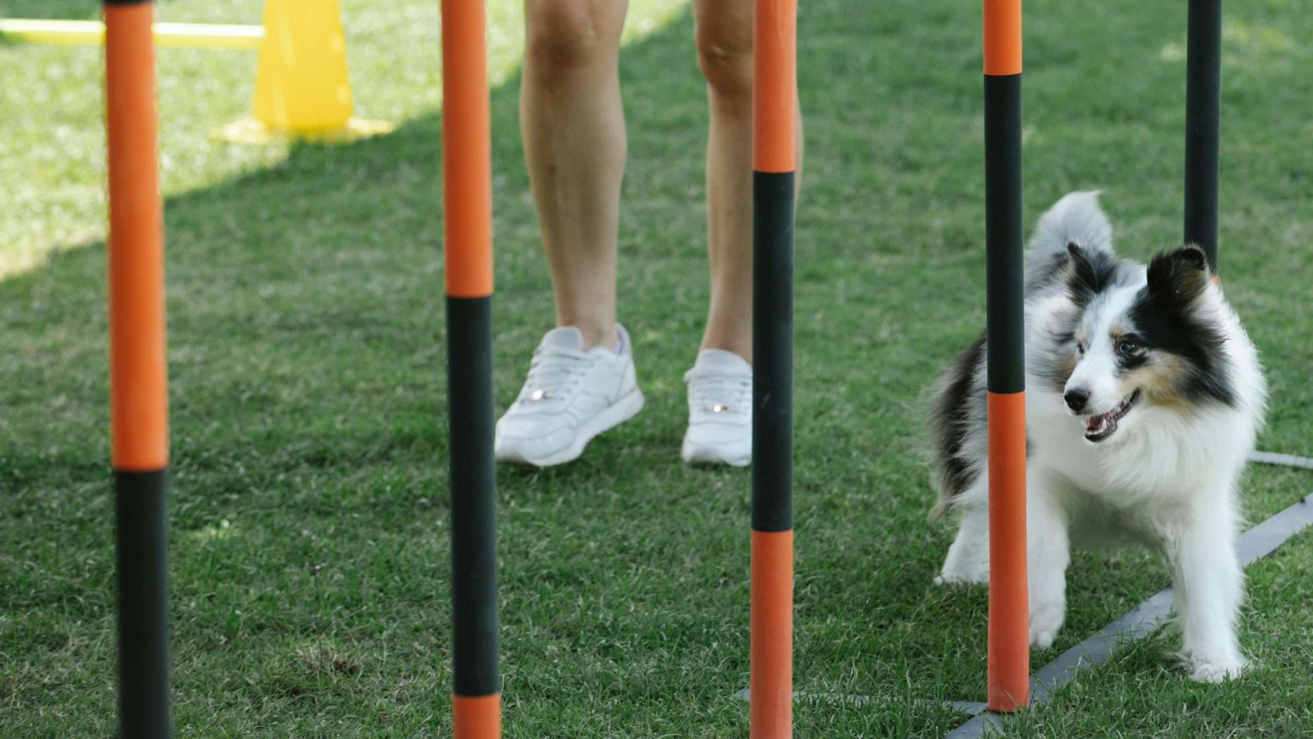 An image of a dog exercising