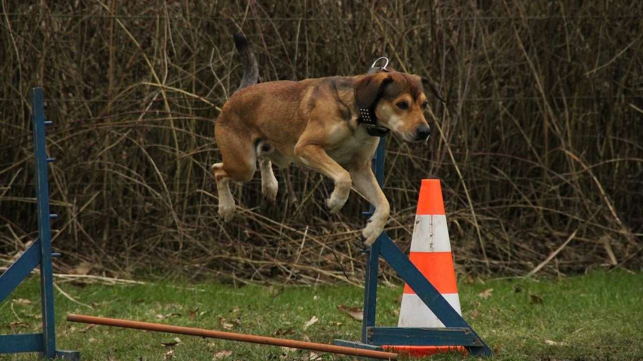 Dog lose weight - Dog exercise