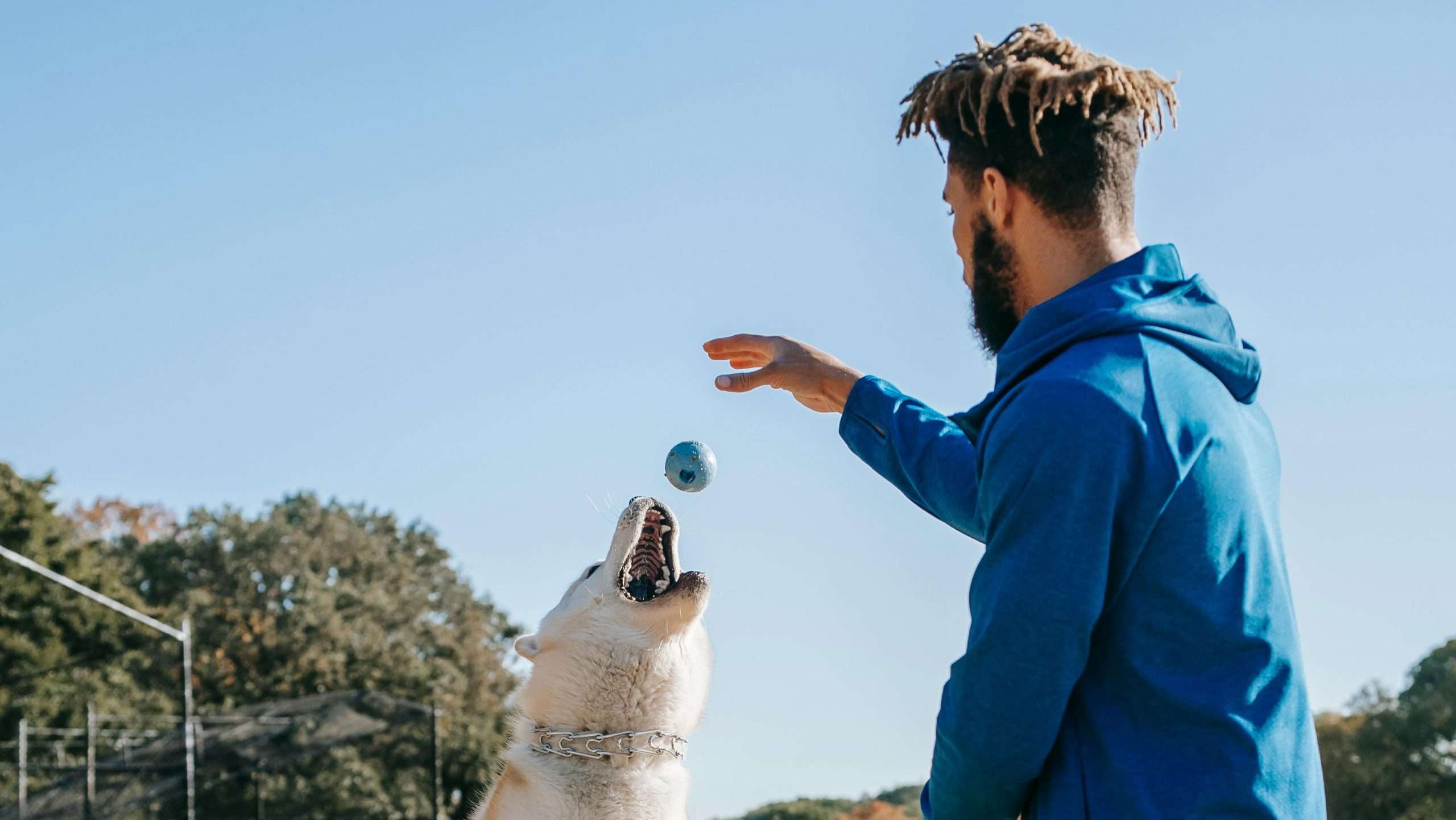 An image of a dog exercising