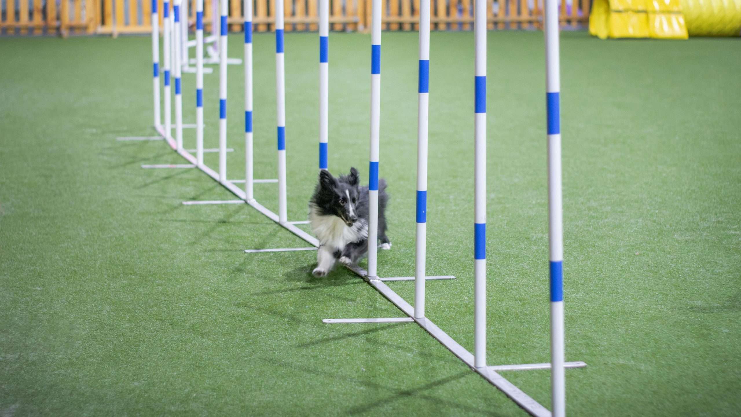 An image of a dog exercising - anxious dog