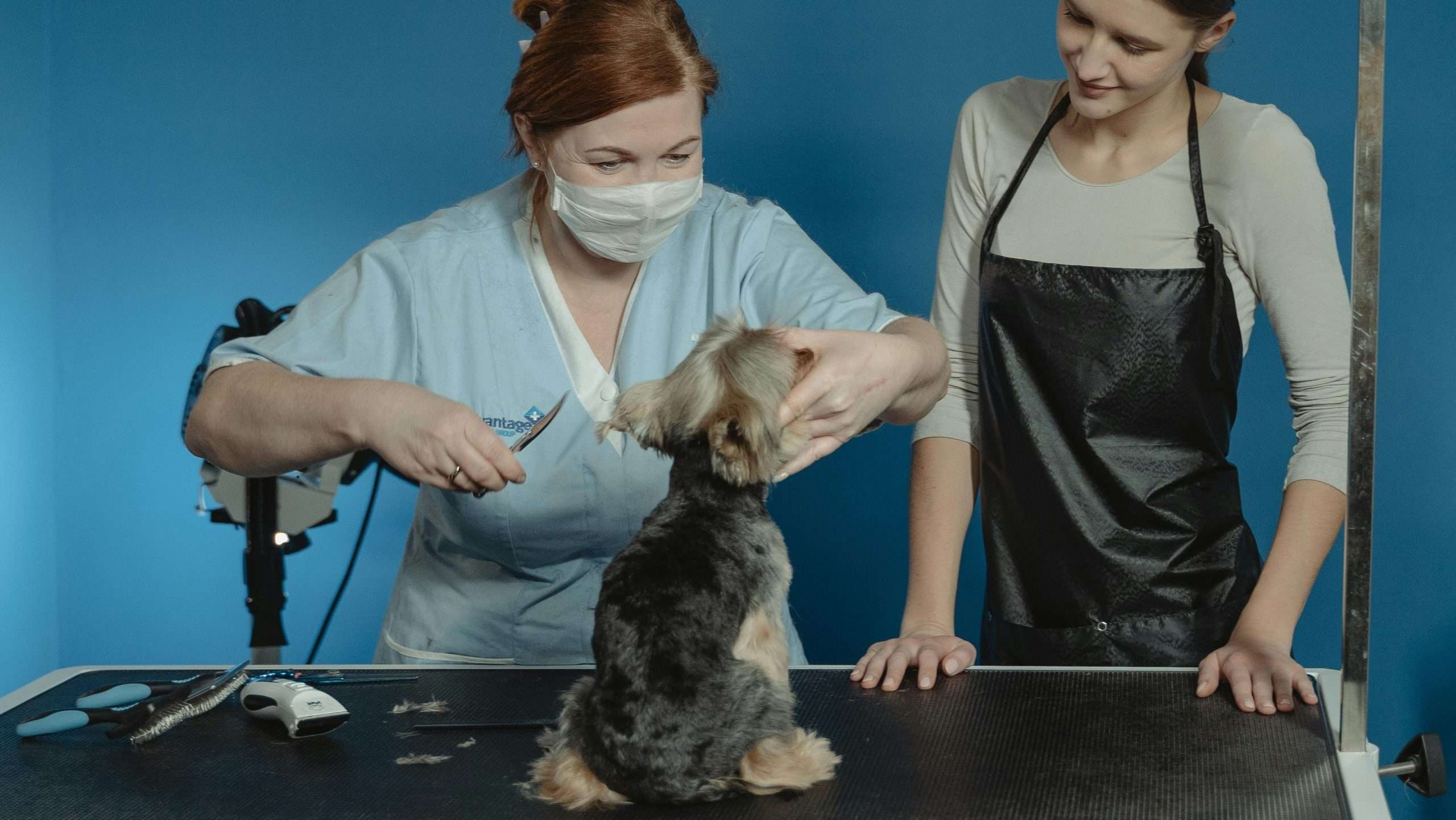 Dog shedding - hair getting groomed