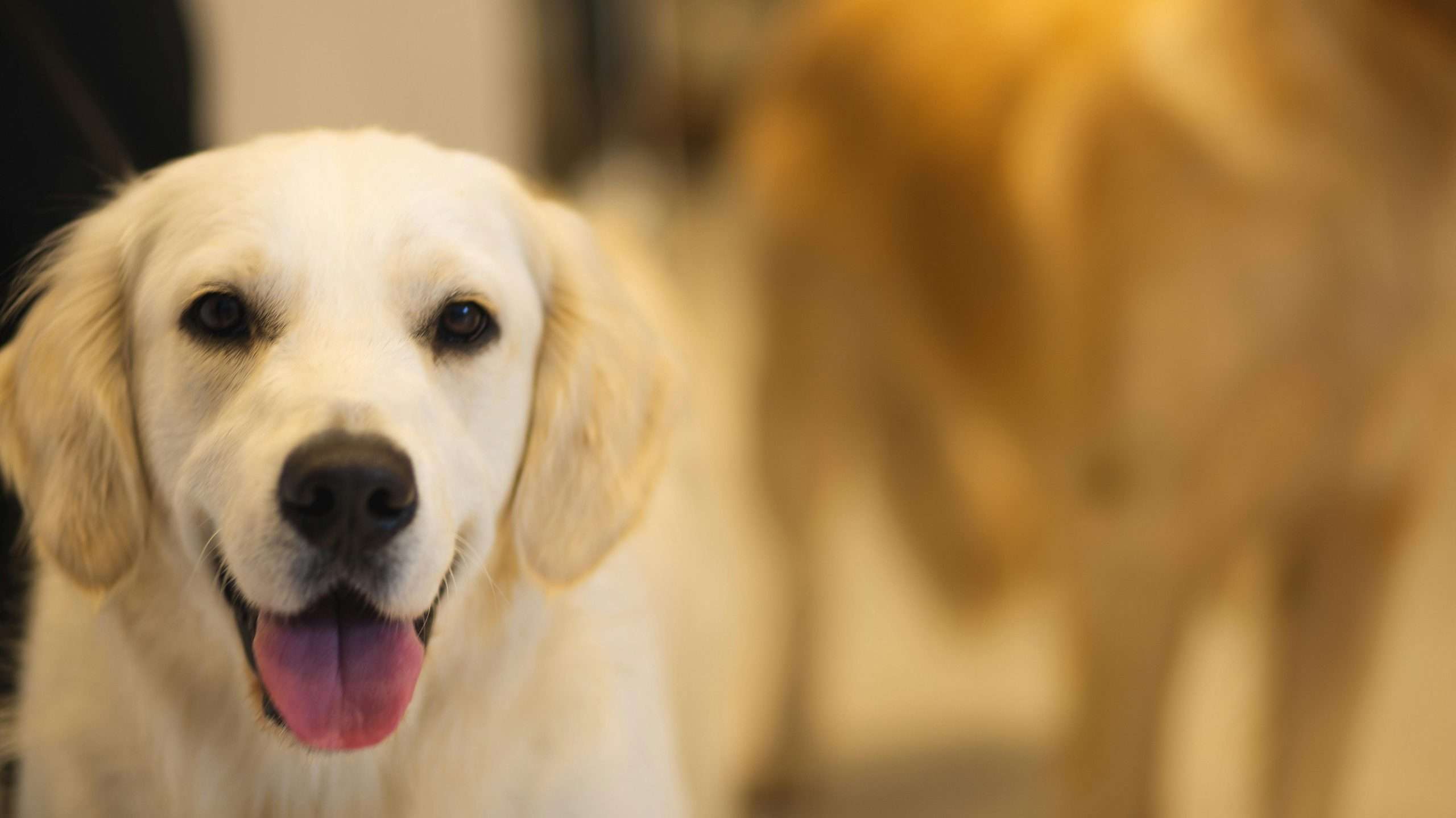 An image of a happy dog