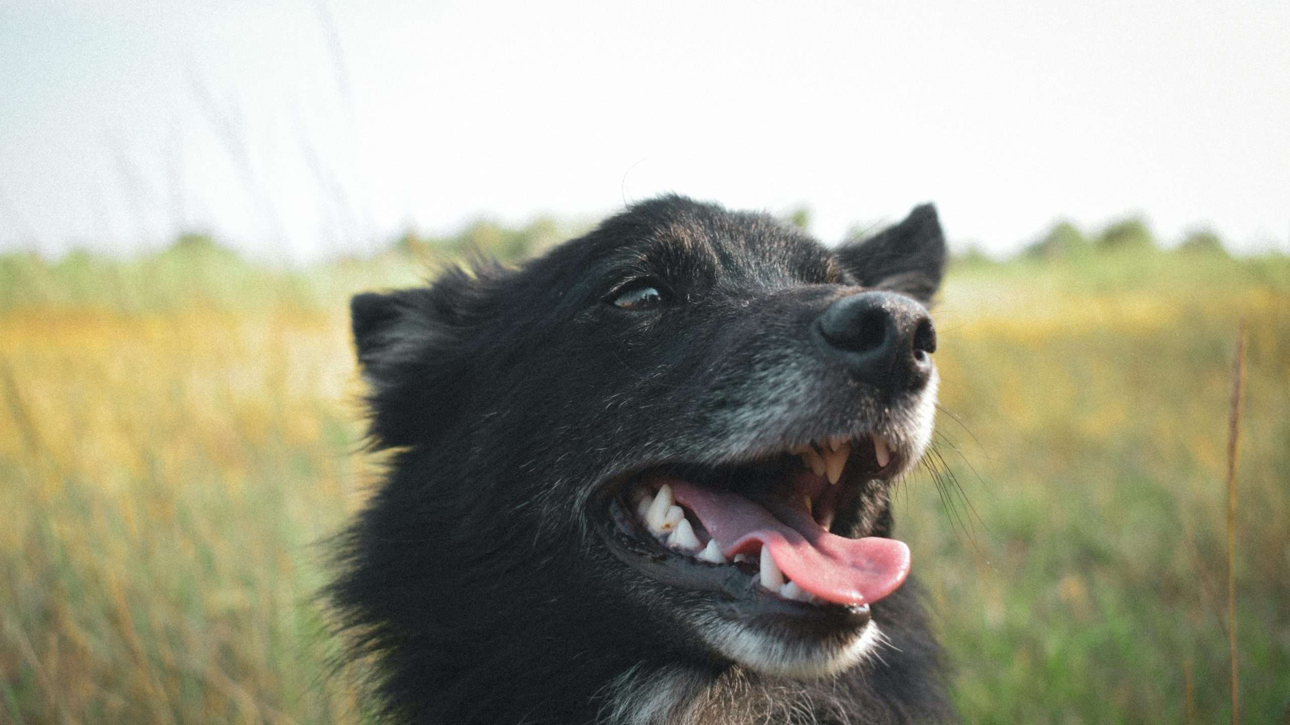 An image of a dog's mouth - signs your dog is healthy