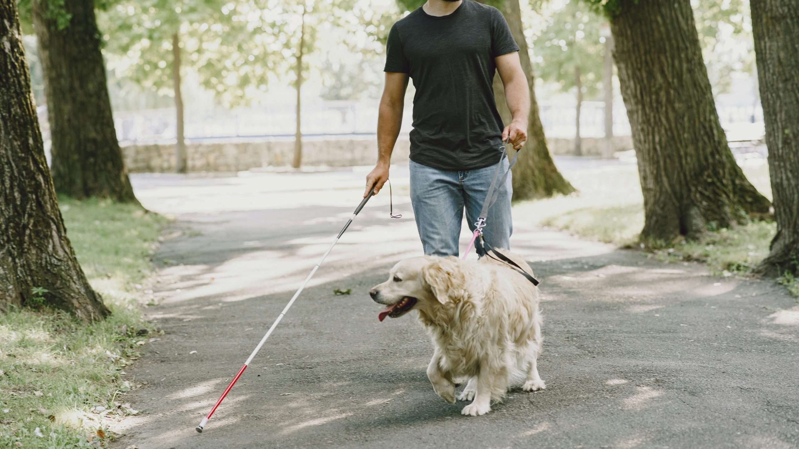 An image of a dog on a walk - how much exercise does a dog need?