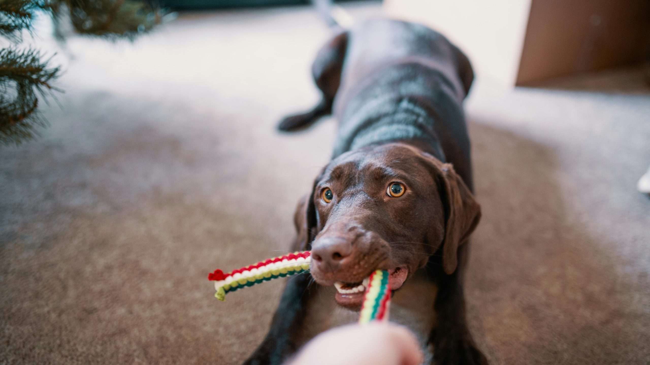 An image of a dog with rope toy