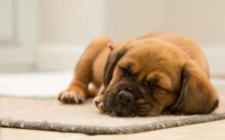 Sleep Disorders in Dogs: 4 Tips to Improve their Sleep Environment
