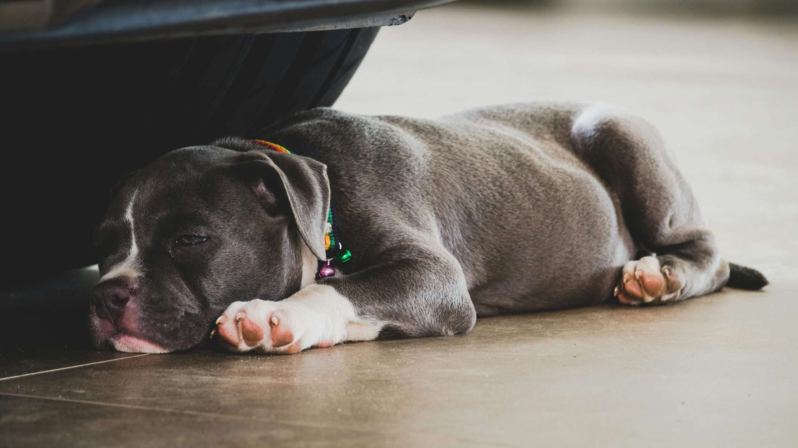 An image of dog in heat sleeping