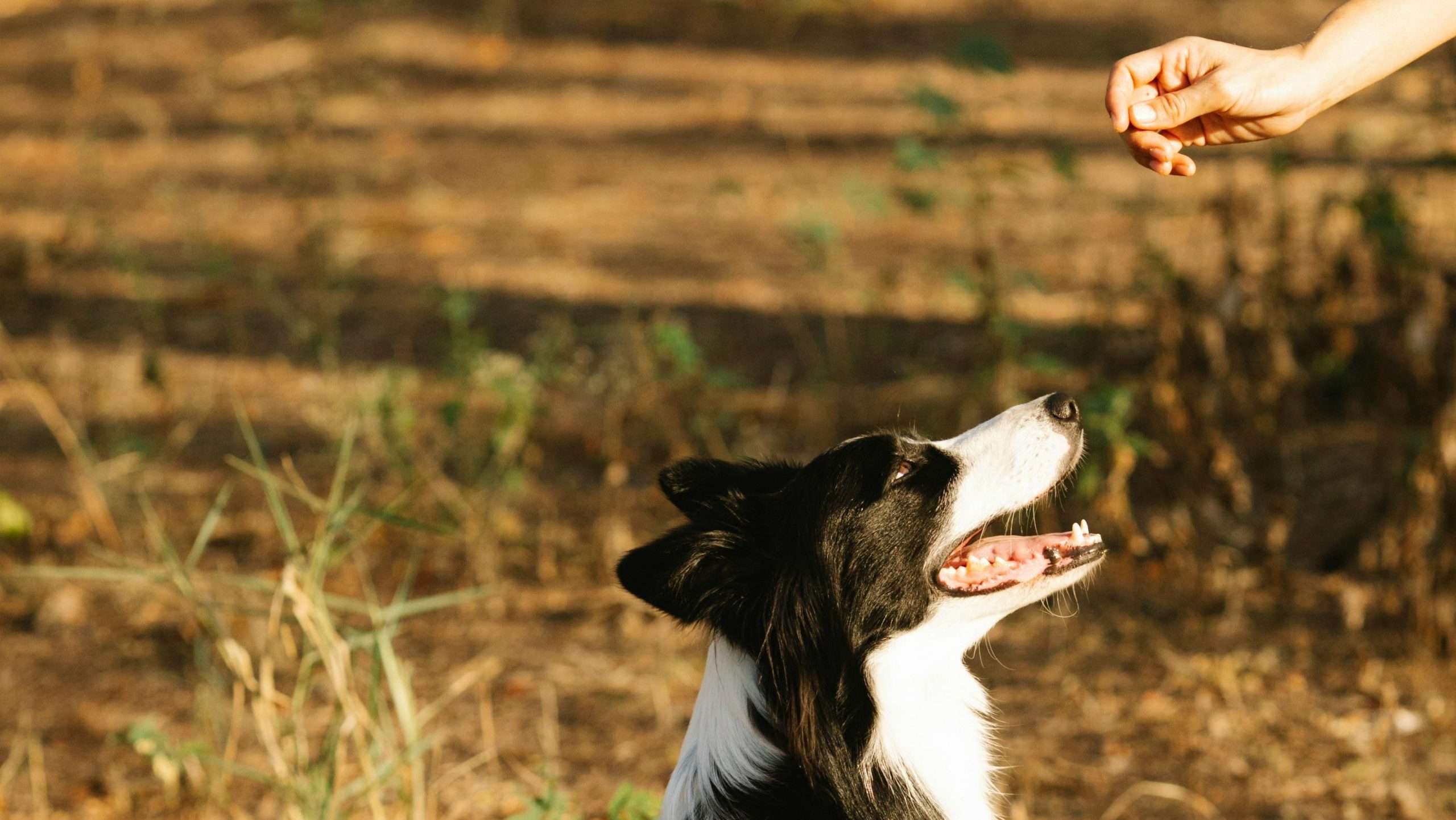 An image of dog getting treats - Brush your dog's teeth