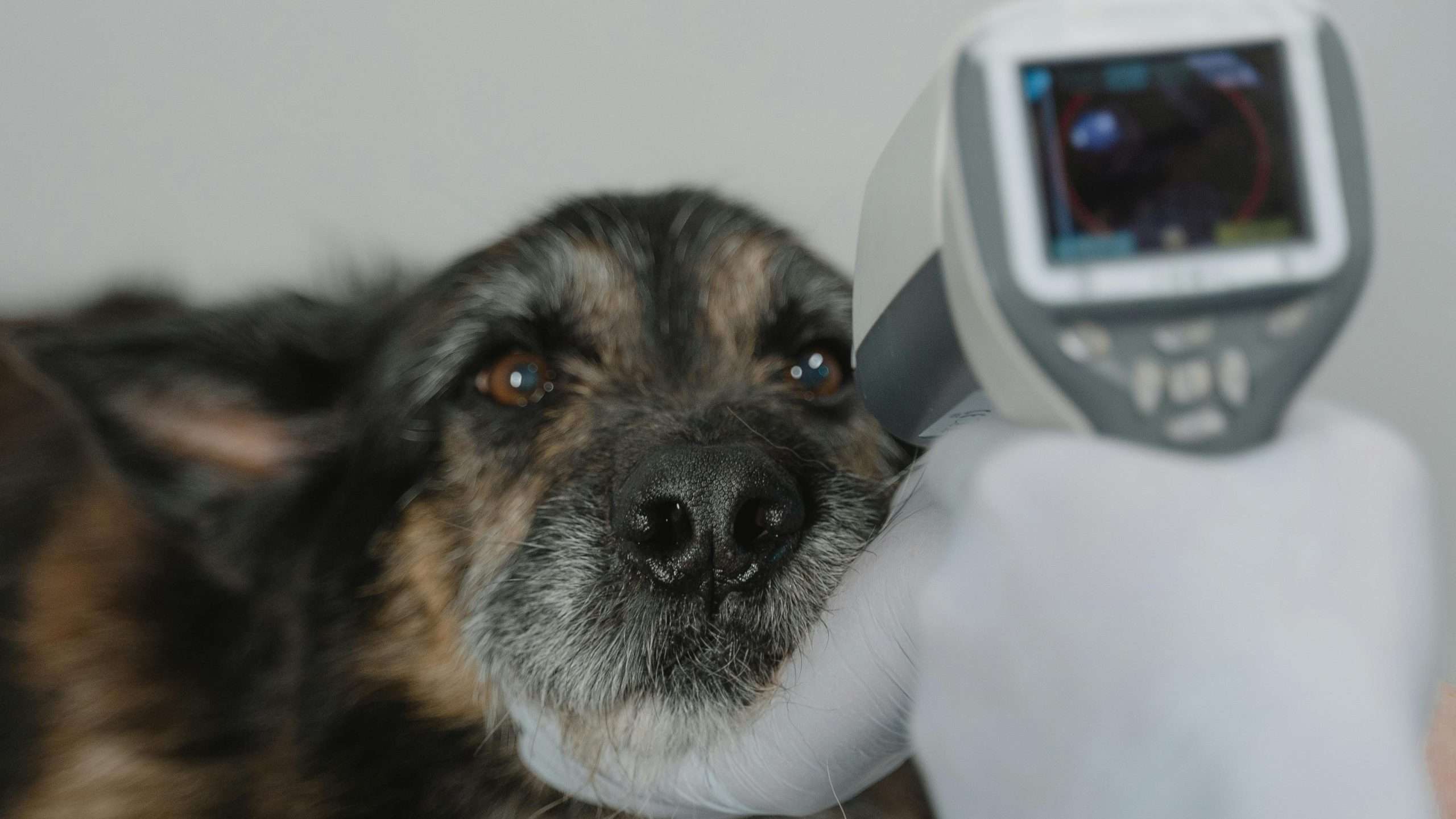 An image of a dog getting temperature checked - signs your dog is healthy