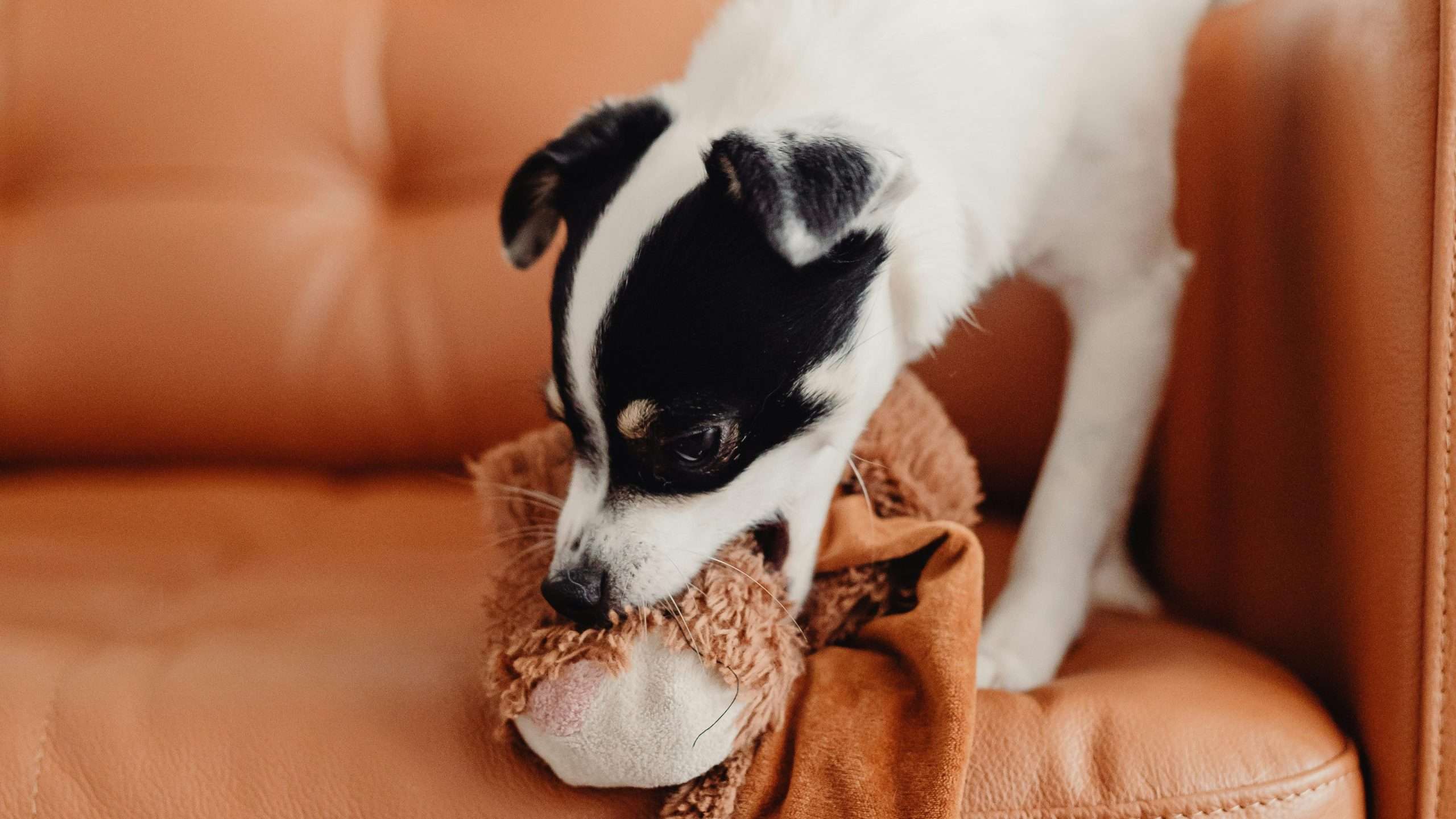 An image of a dog with a toy - toys for dogs