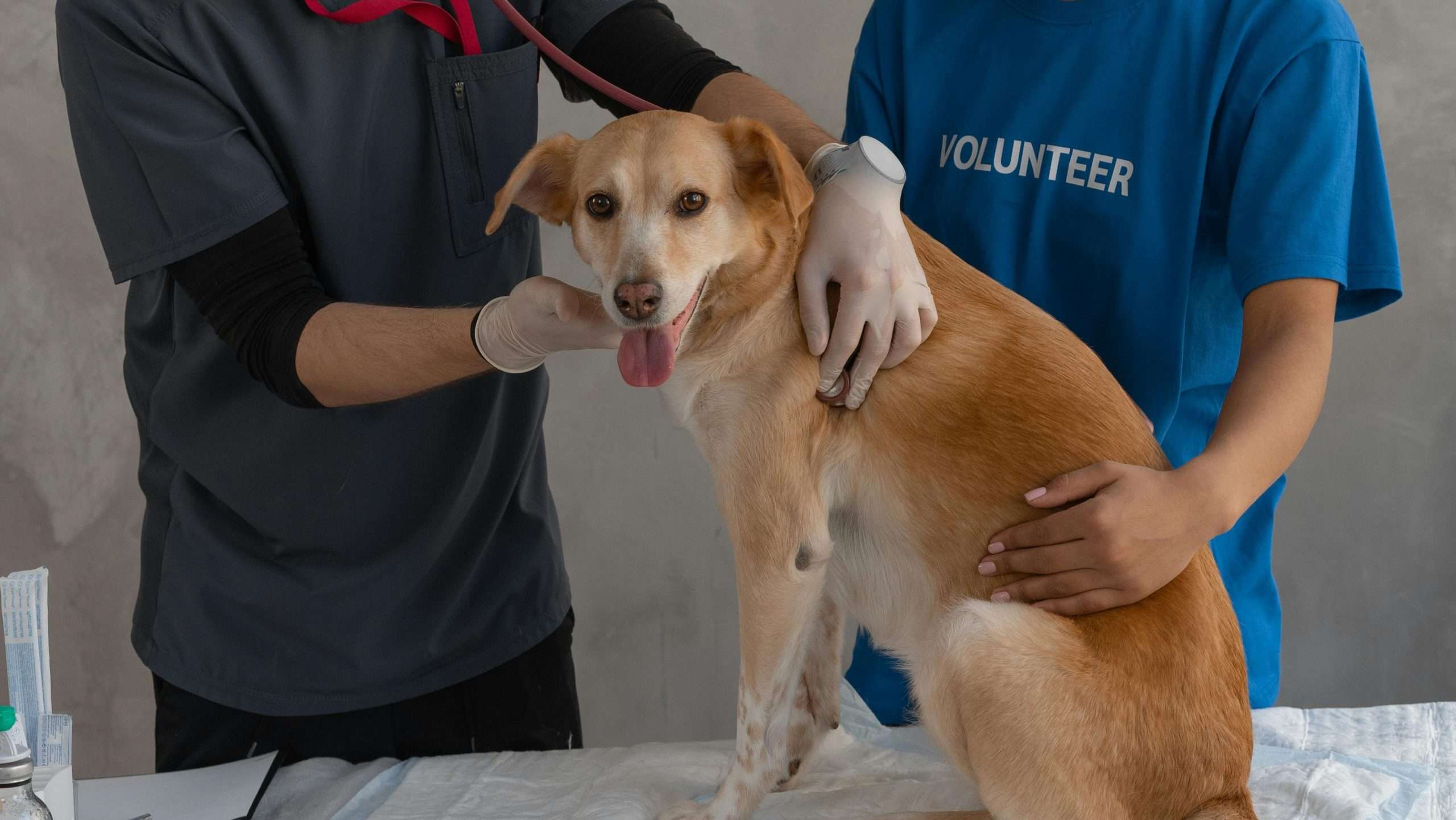An image of a dog getting checked