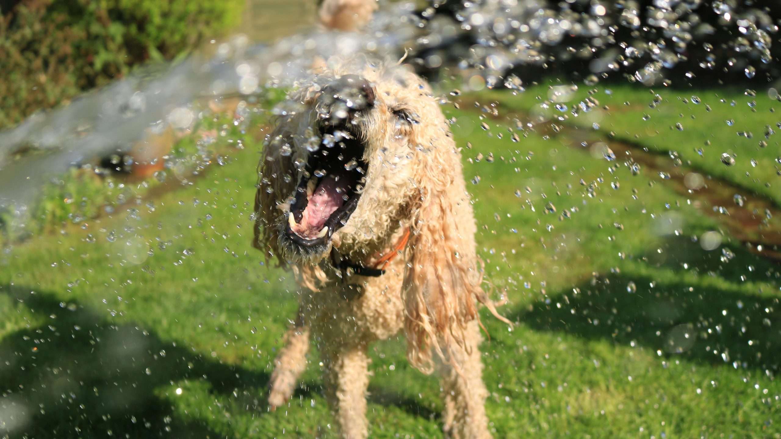 An image of dog drinking water - dog daily health