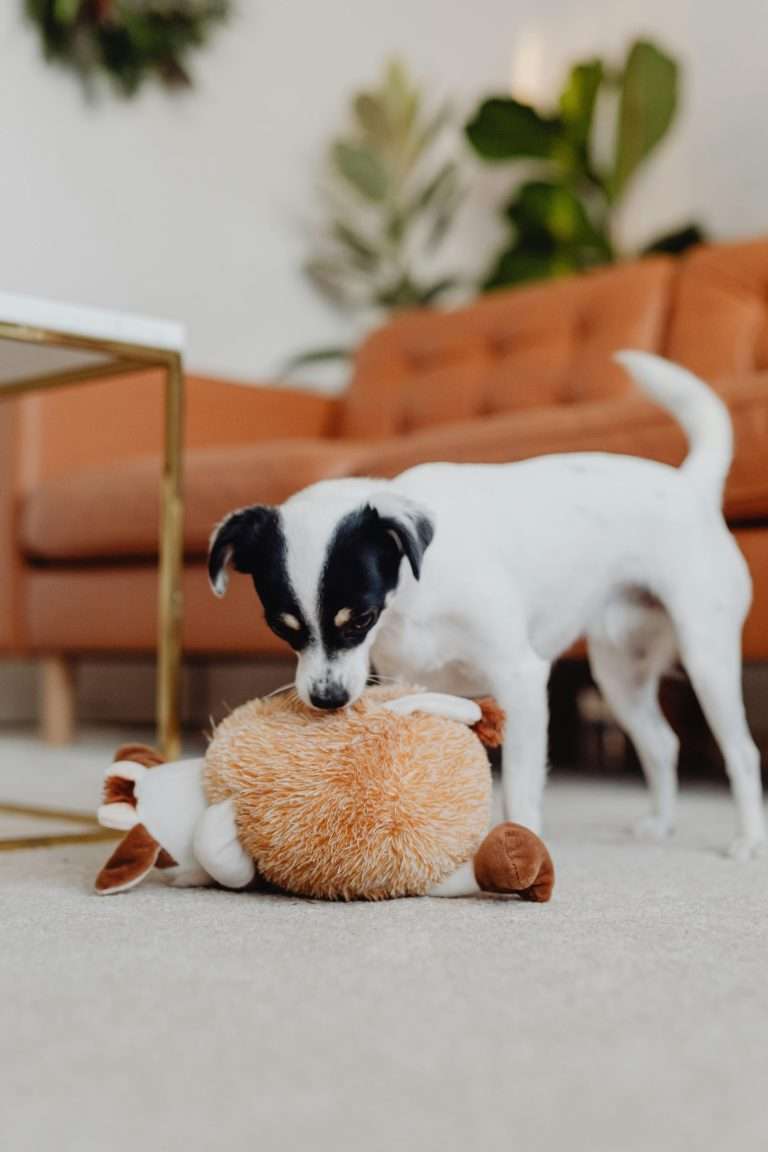 Toys for Dogs: Why They’re Essential for Your Dog’s Happiness