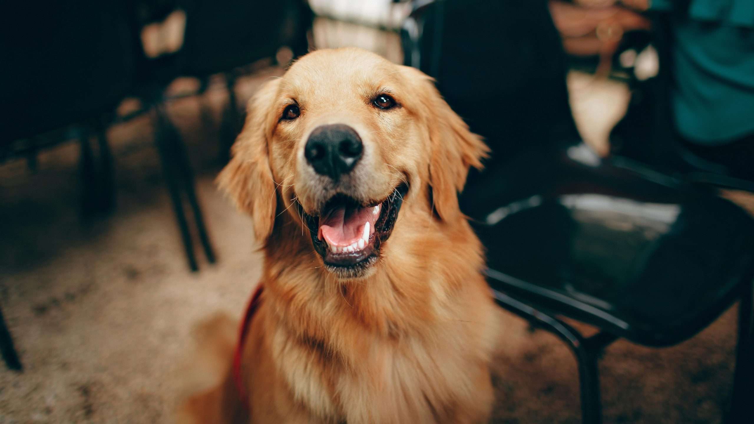 An image of a Golden Retriever  