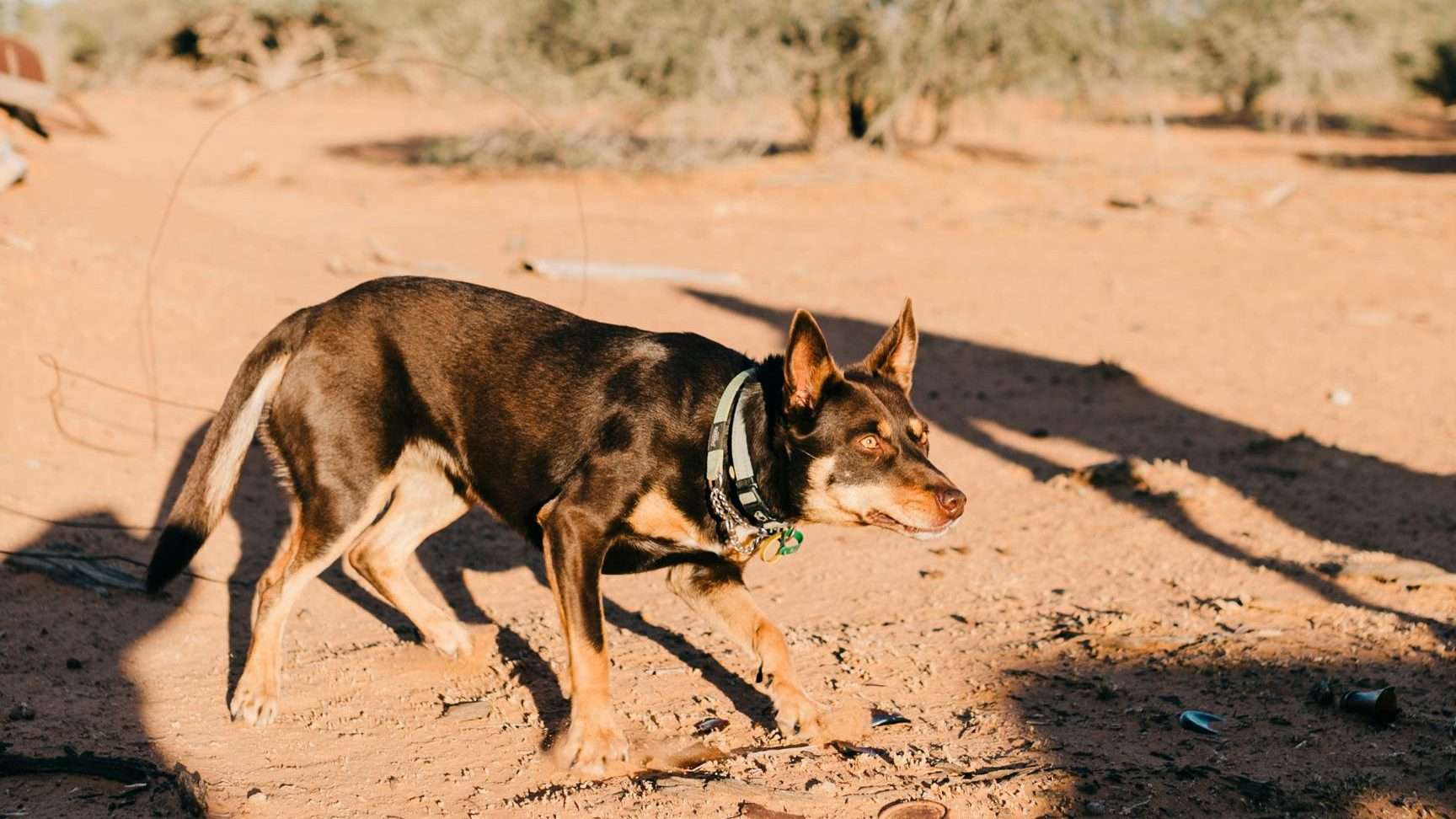 An image of a dog in sunlight - common dog diseases