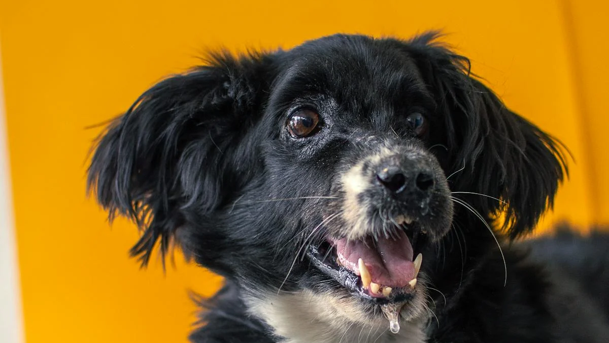 An image of a dog drooling