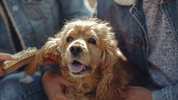 An image of dog getting brushed - Combing your dog