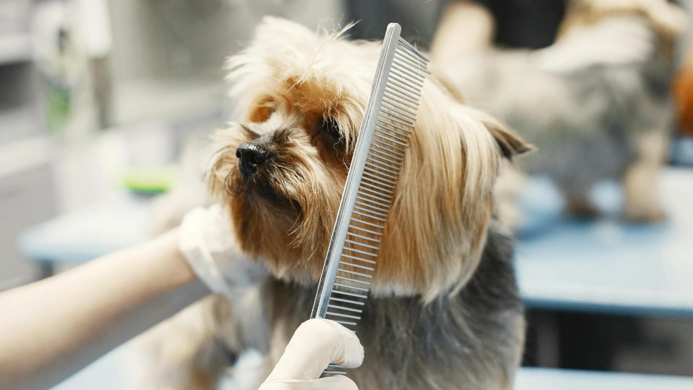 An image of dog combing - combing your dog