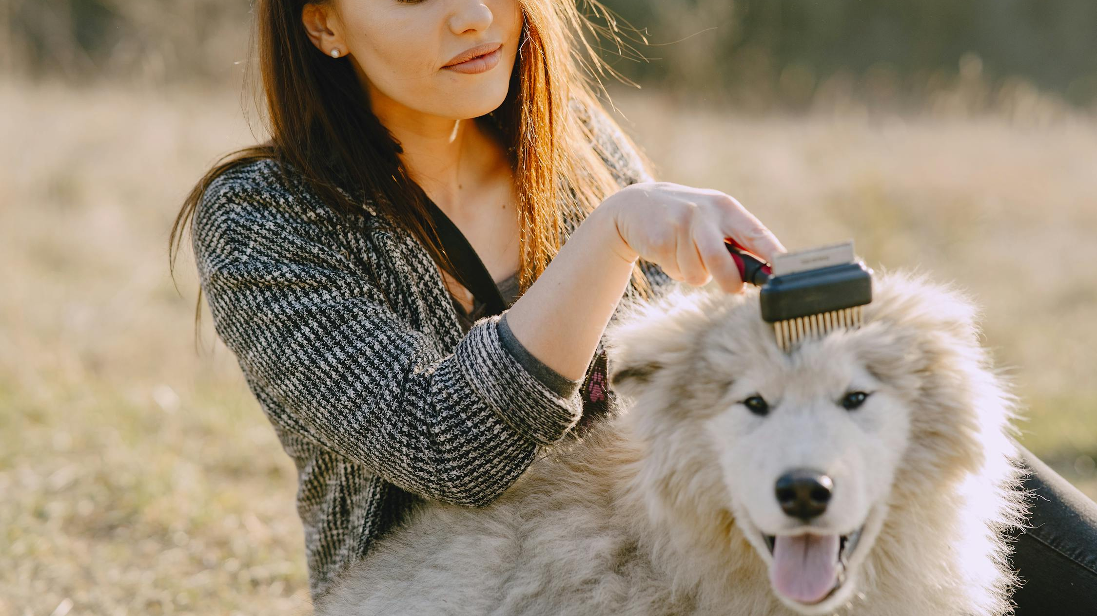 An image of dog's hair getting combed