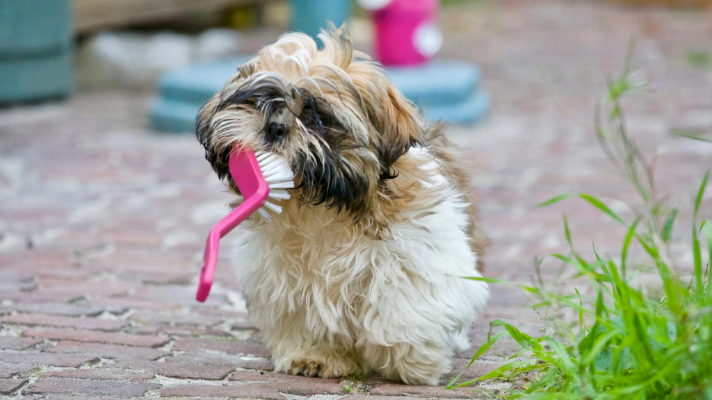 An image of dog with a brush
