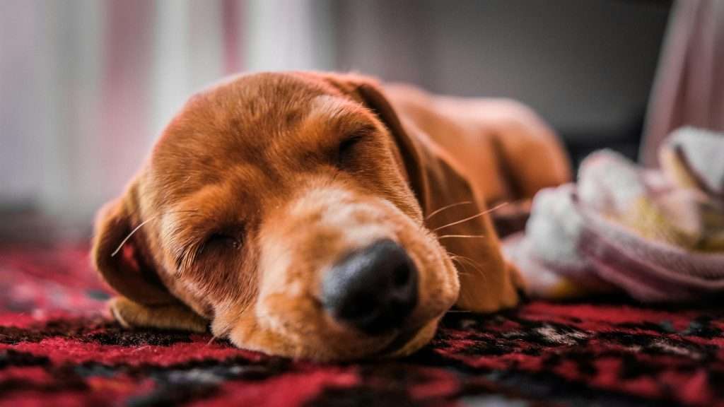 An image of a dog sleeping - sleeping disorder in dogs