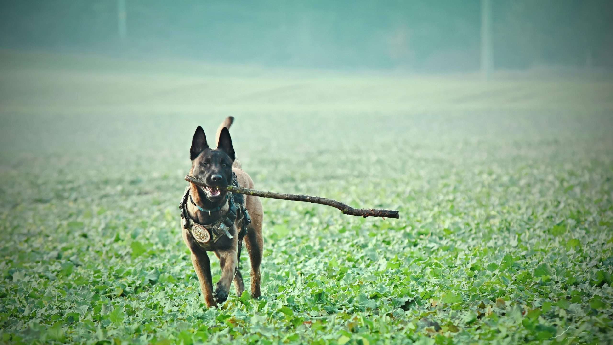 An image of dog with a stick - teaching a dog to fetch