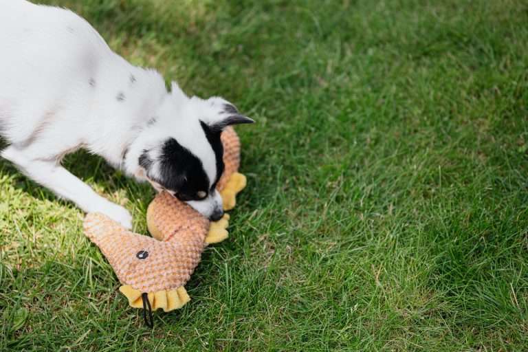 All About the Different Types of Dog Toys – [2024]