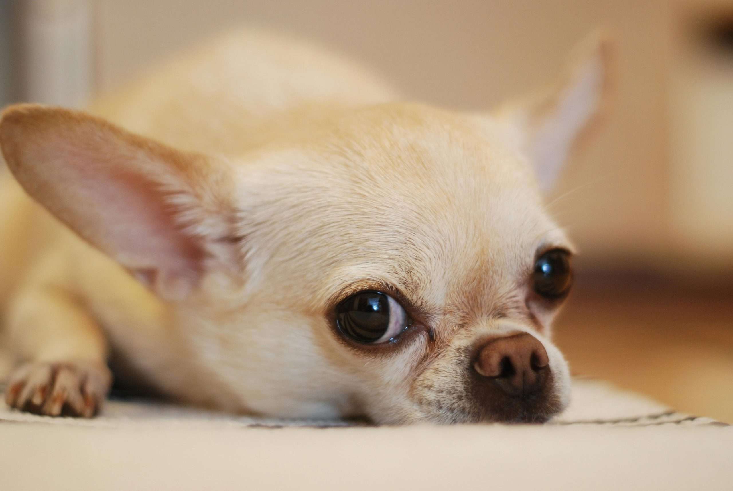 An image of a Chihuahua laying