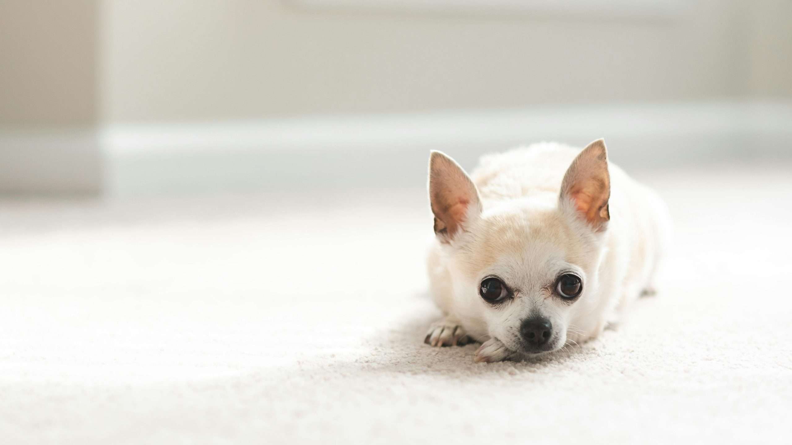 An image of a Chihuahua laying on the floor 