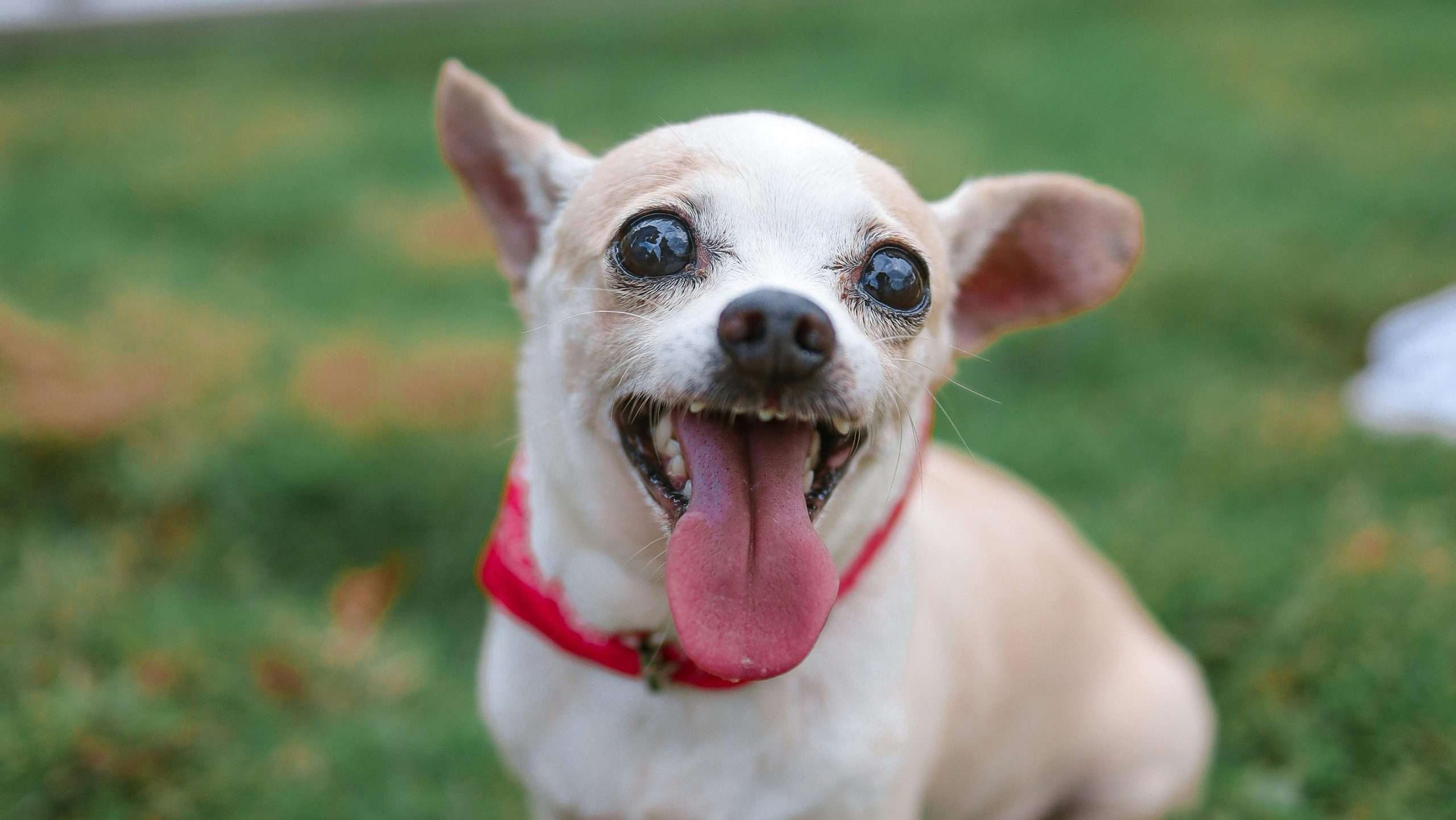 An image of a Chihuahua smiling