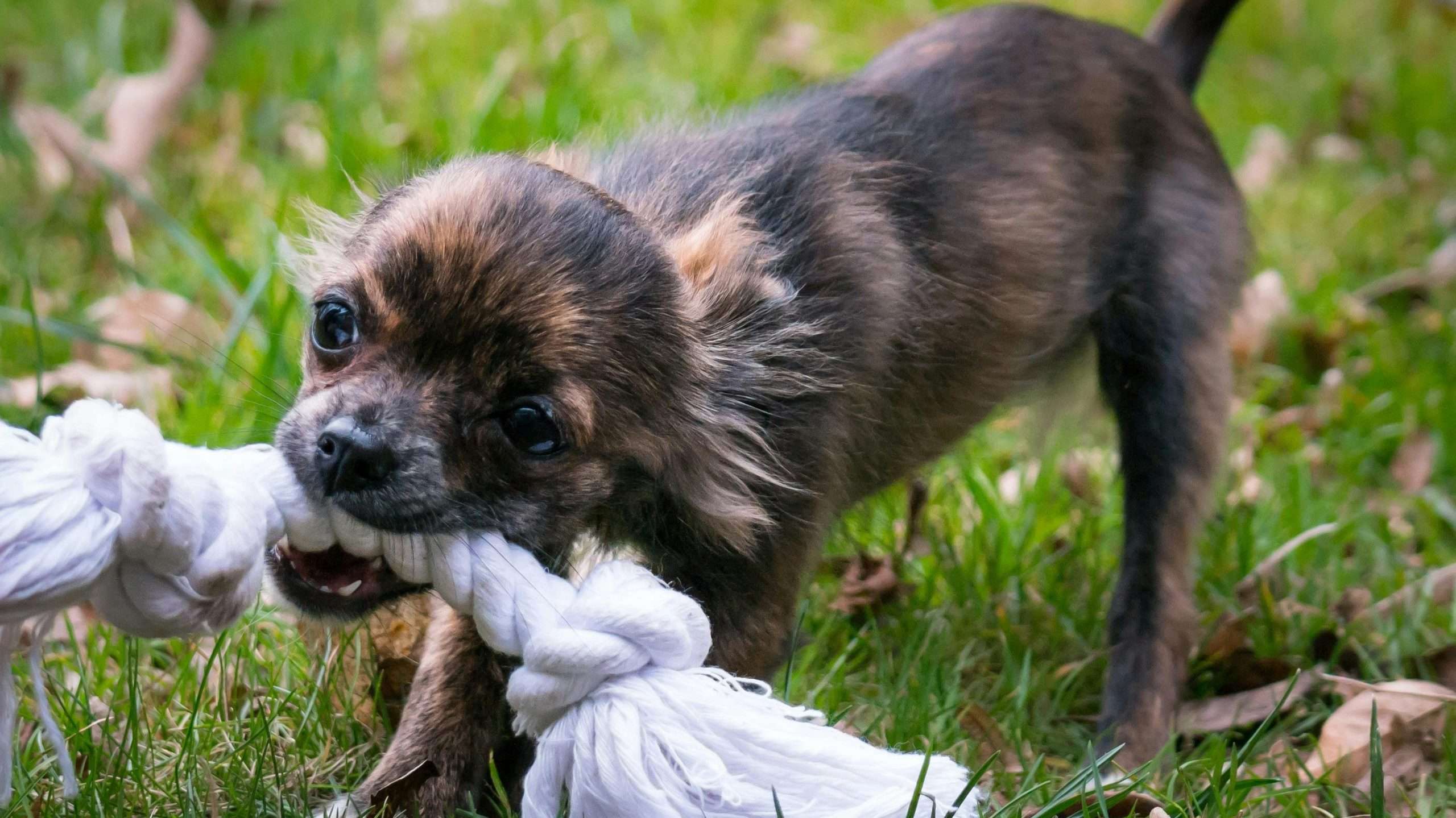 An image of a Chihuahua biting rope - why are chihuahuas so aggressive?