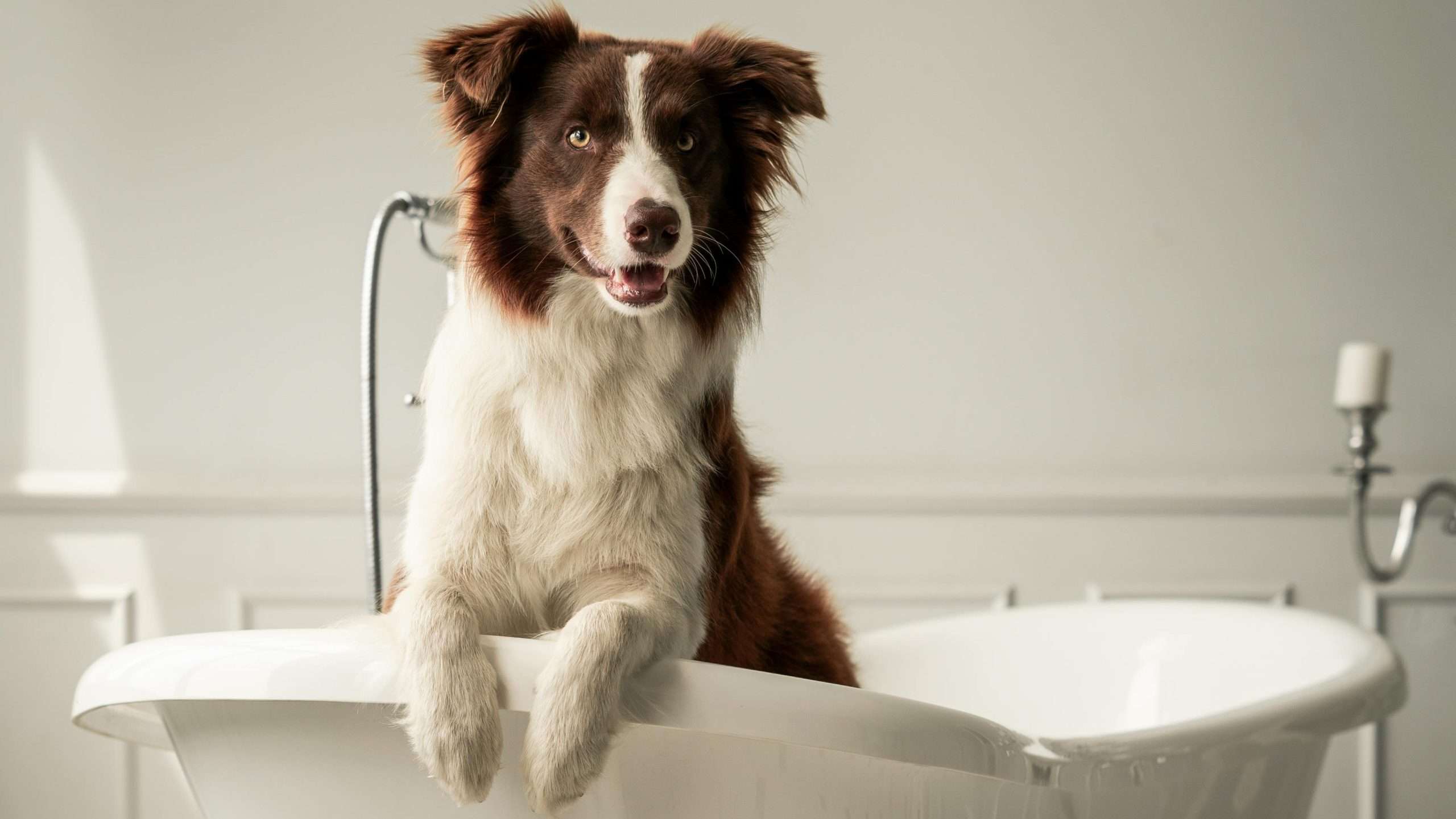 An image of a dog in a bathtub